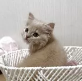 ミヌエット(長足)