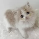 ミヌエット(長足)