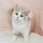 ミヌエット(長足)