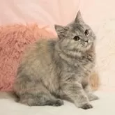 ミヌエット(長足)