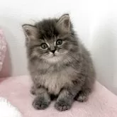 ミヌエット(長足)