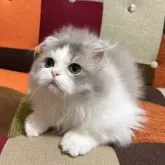 スコティッシュフォールド(折れ耳)【埼玉県・男の子・2024年12月24日・ブルータビー&ホワイト】の写真4