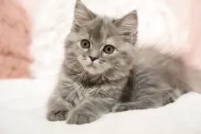 ミヌエット(長足)【埼玉県・女の子・2025年8月1日・ブルートーティ】の写真4