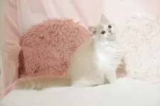 ミヌエット(長足)【埼玉県・女の子・2025年8月1日・クリームタビー&ホワイト】の写真4