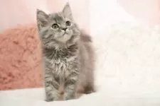 ミヌエット(長足)【埼玉県・女の子・2025年8月1日・ブルートーティ】の写真5