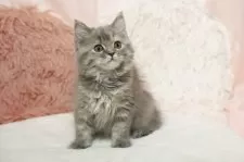 ミヌエット(長足)【埼玉県・女の子・2025年8月1日・ブルートーティ】の写真6