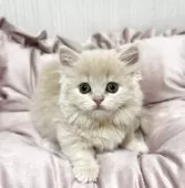 ミヌエット(短足)【埼玉県・女の子・2025年8月1日・クリームタビー】の写真9