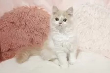 ミヌエット(長足)【埼玉県・女の子・2025年8月1日・クリームタビー&ホワイト】の写真8