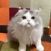 スコティッシュフォールド(折れ耳)【埼玉県・男の子・2024年12月24日・ブルータビー&ホワイト】の写真8