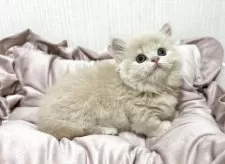 ミヌエット(短足)【埼玉県・女の子・2025年8月1日・クリームタビー】の写真10