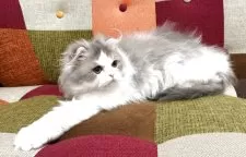 スコティッシュフォールド(折れ耳)【埼玉県・男の子・2024年12月24日・ブルータビー&ホワイト】の写真9