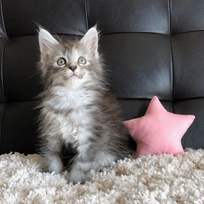 ID：2103-00160の子猫