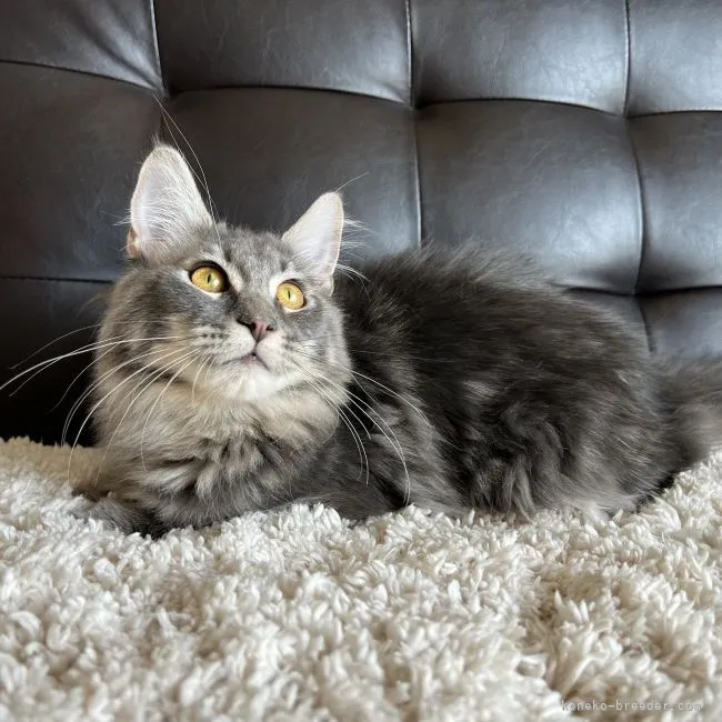 ID：2112-02311の子猫