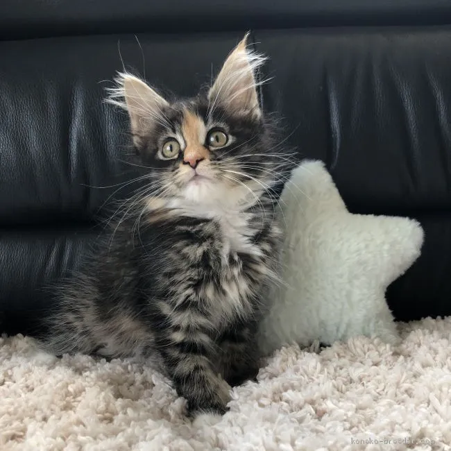 ハル 様のお迎えした子猫