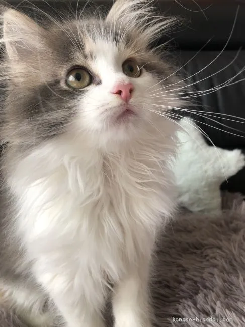 M.O 様のお迎えした子猫