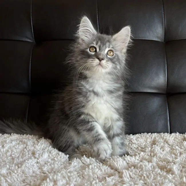ID:2201-00461の子猫