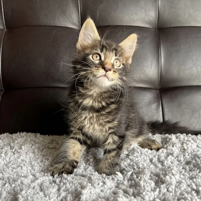 ID:2112-02221の子猫