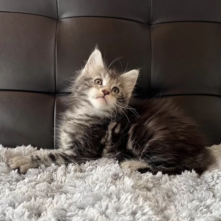 ID:2404-00634の子猫