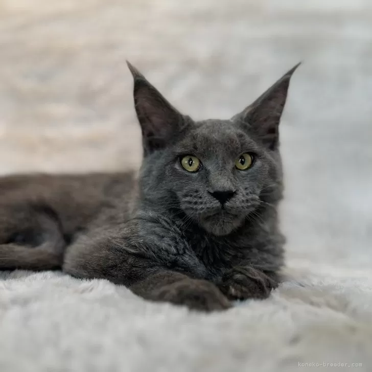 K.T 様のお迎えした子猫