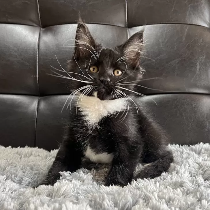 ID：2411-00619の子猫