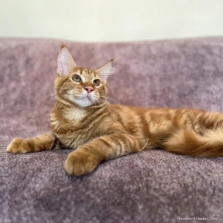 ID：2305-00310の子猫