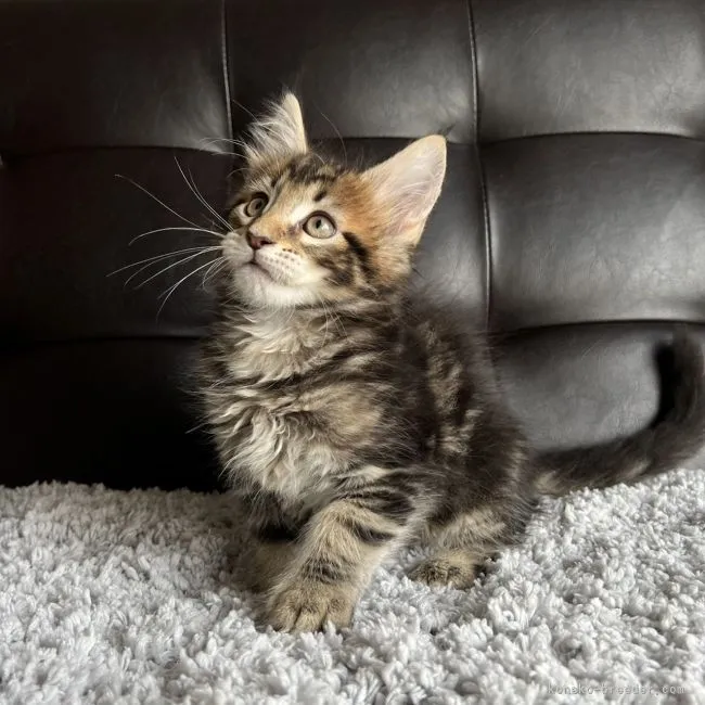 ID:2112-02219の子猫