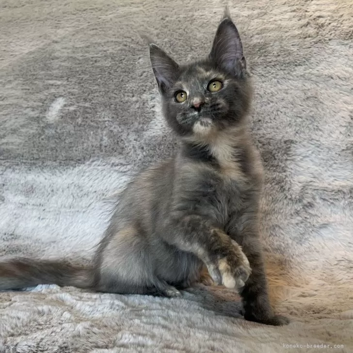 ID：2408-00851の子猫