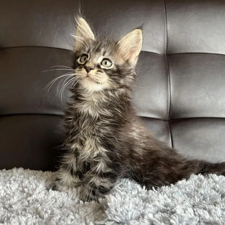 ID:2208-00808の子猫