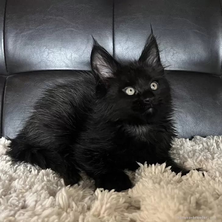 ID:2412-00521の子猫