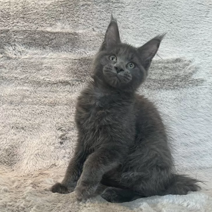 ID:2401-00802の子猫