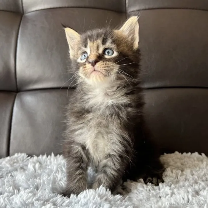 ID:2307-01123の子猫