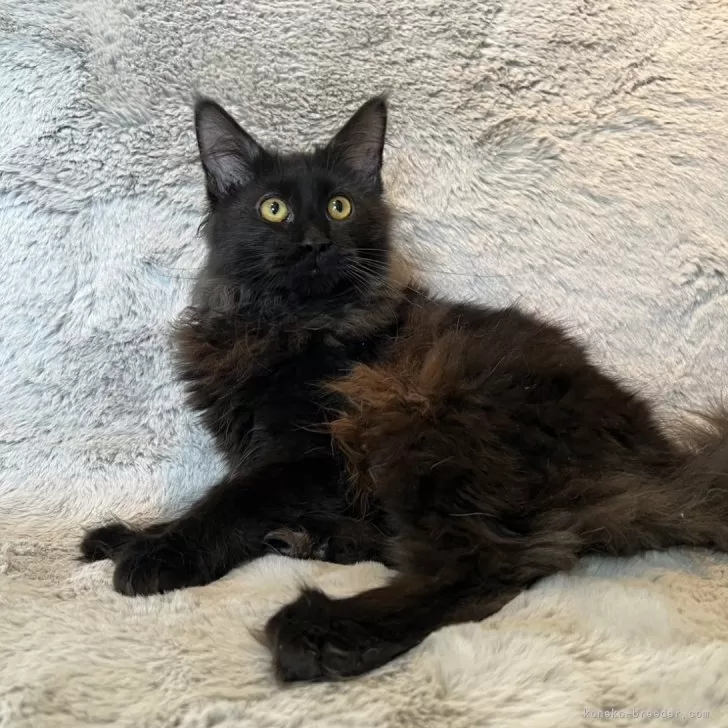 ID：2404-00630の子猫