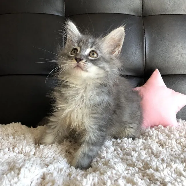 ID：2107-01315の子猫