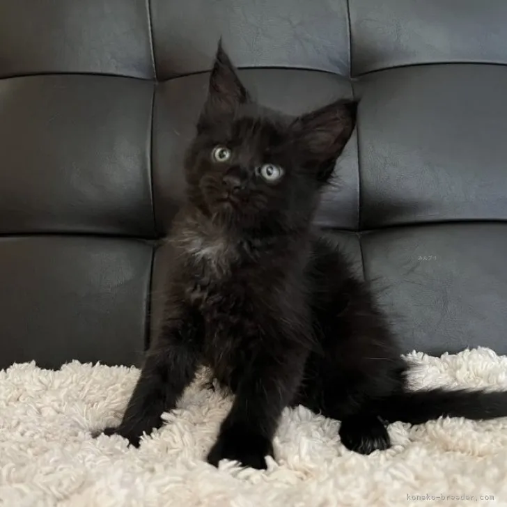 H.O 様のお迎えした子猫