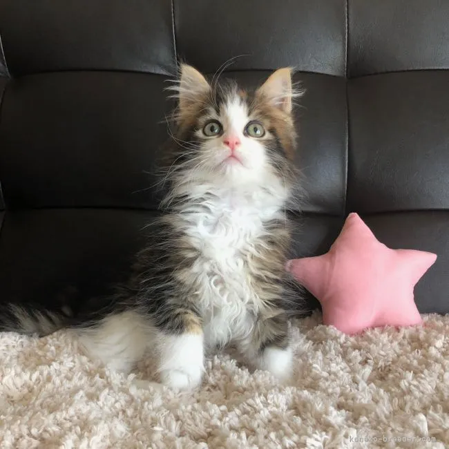 ID：2103-01584の子猫