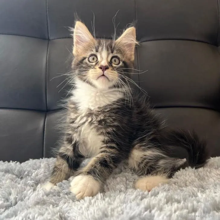 ID：2210-03040の子猫