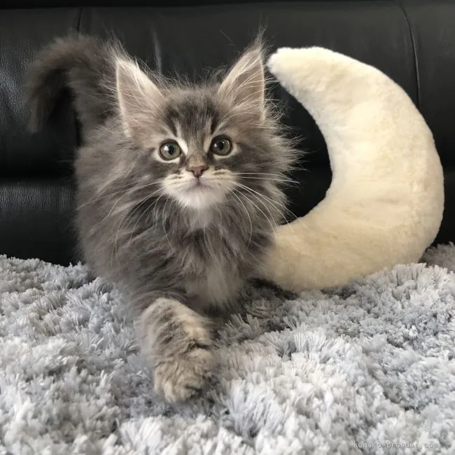 T.H 様のお迎えした子猫