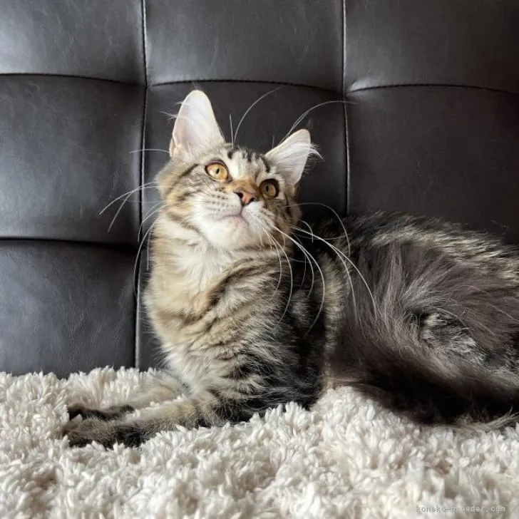 ID:2210-03042の子猫
