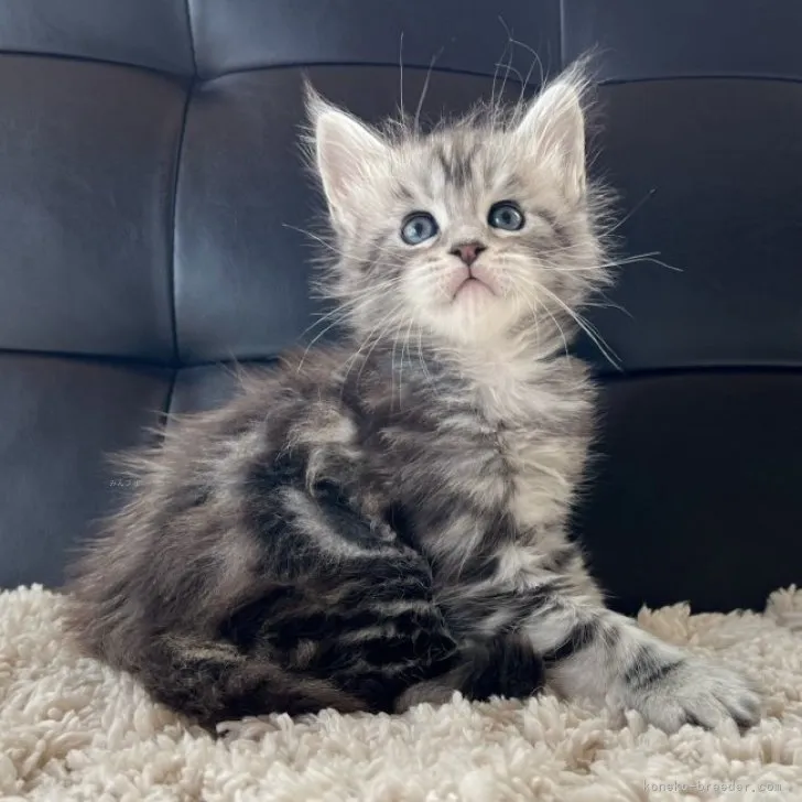 ID：2311-02344の子猫