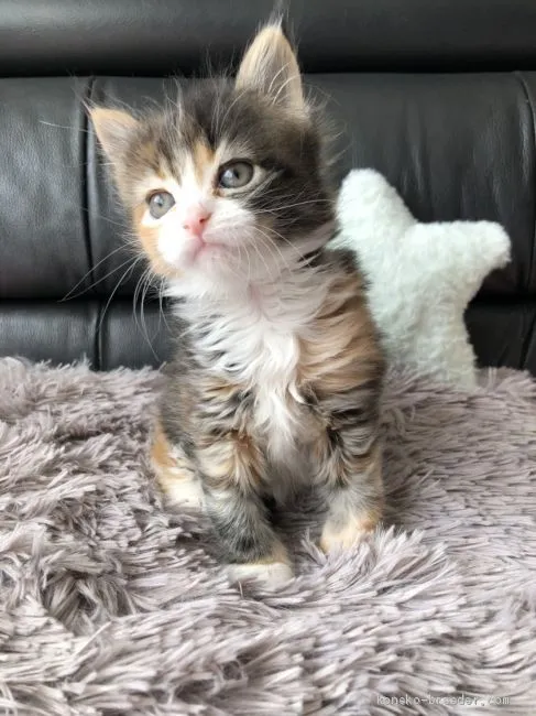 ID：1911-00806の子猫