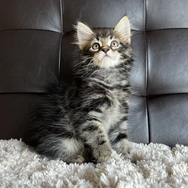 ID:2205-01914の子猫