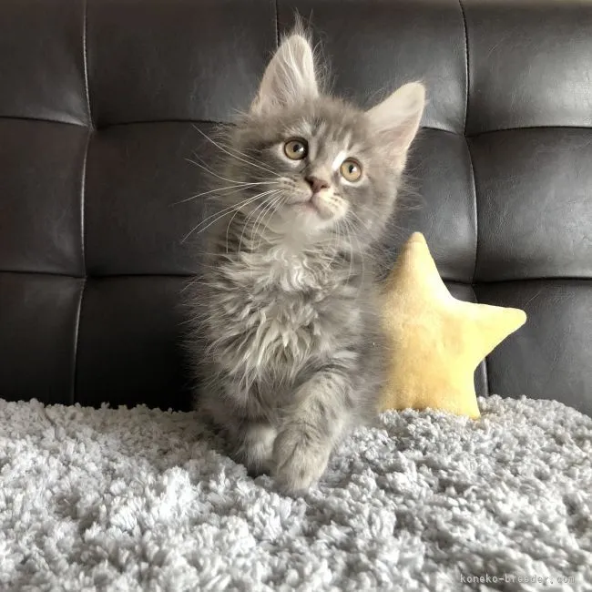 ID：2105-00030の子猫