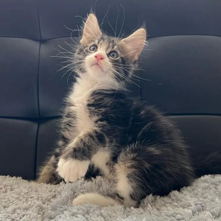 S.M 様のお迎えした子猫