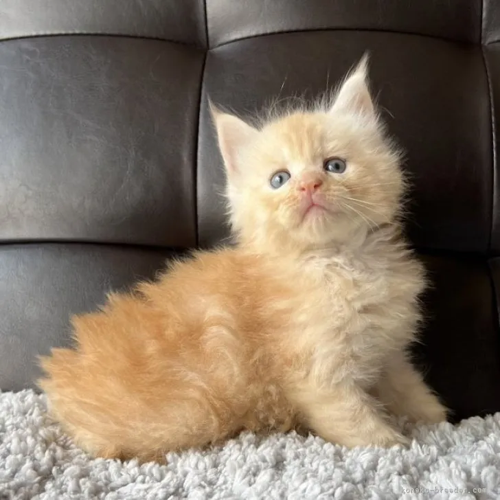 ID:2307-01157の子猫