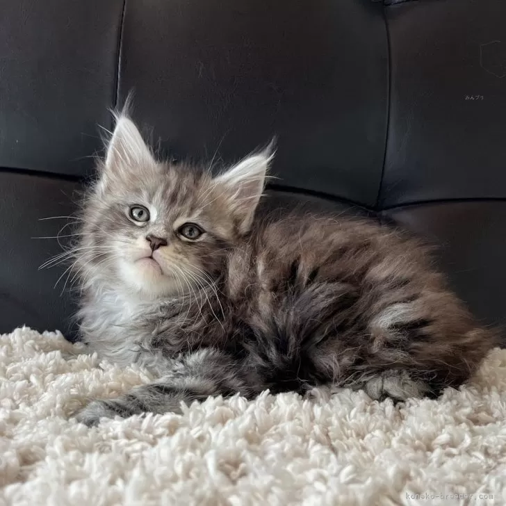 ID:2404-00626の子猫