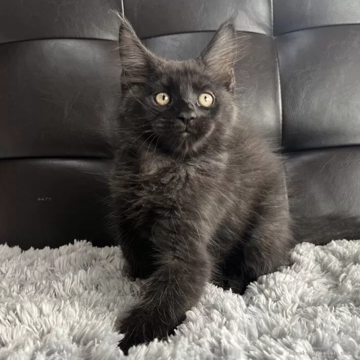 ID：2312-00840の子猫