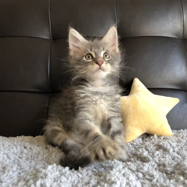 ID：2107-01317の子猫