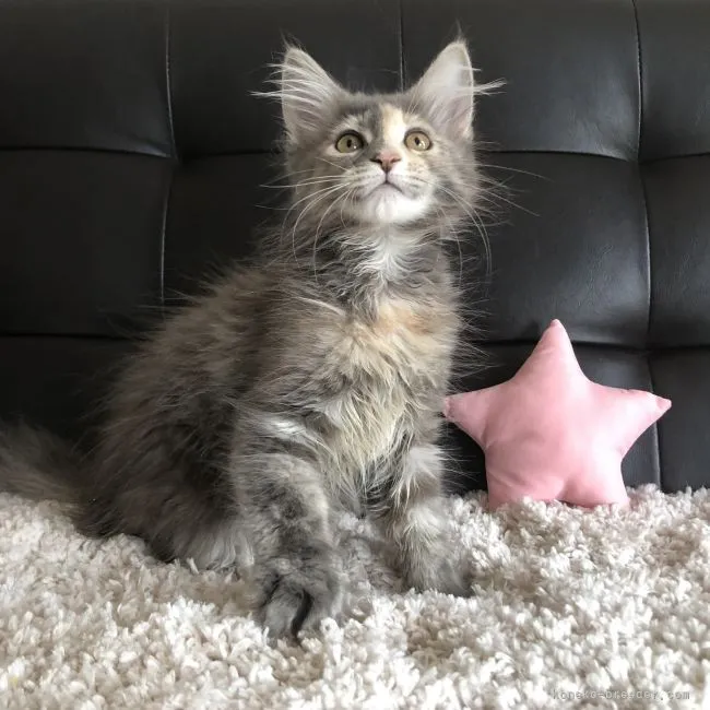 ID:2102-01016の子猫