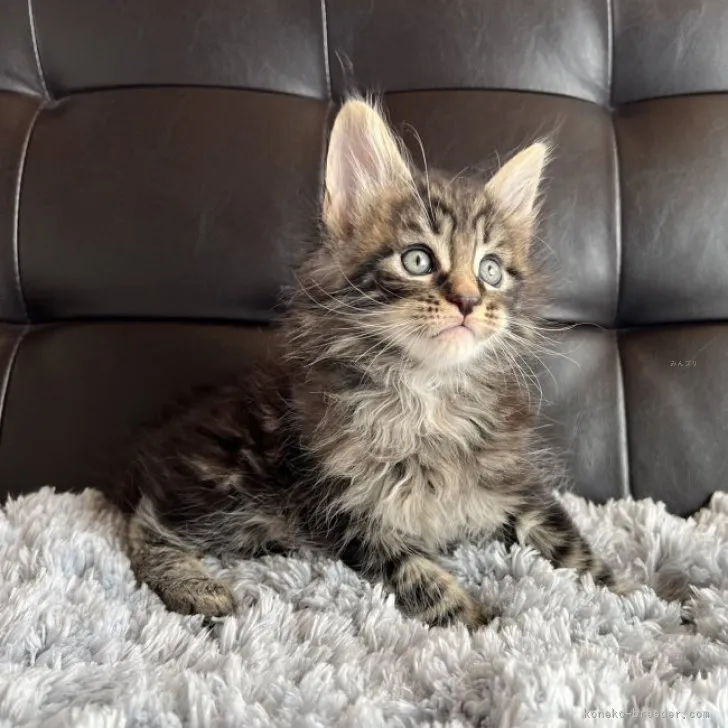 ID：2312-00837の子猫