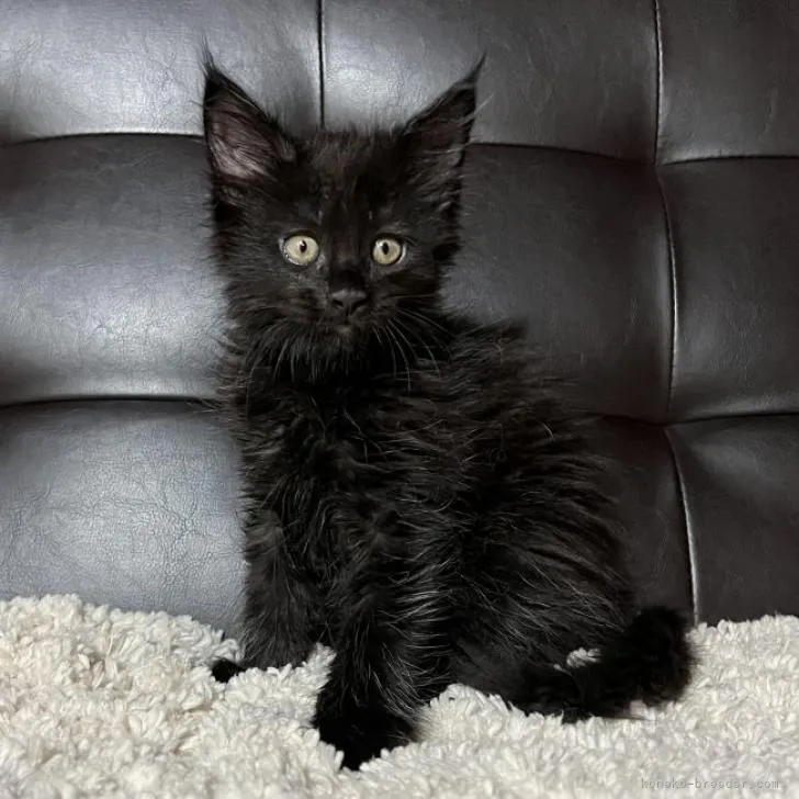 ID:2208-00803の子猫